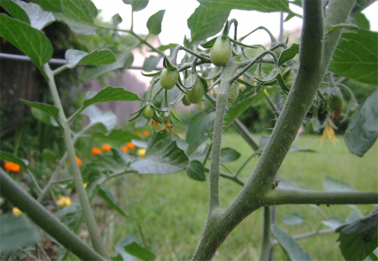 grape tomatoes