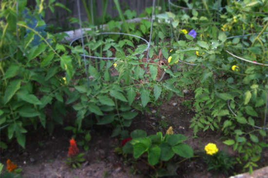 garden rabbit