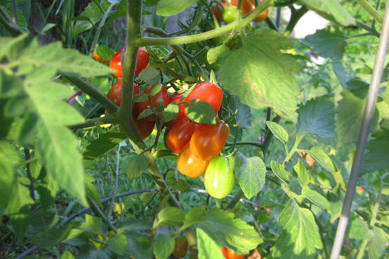 red grape tomatoes