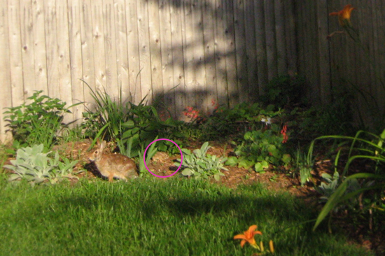 rabbit family