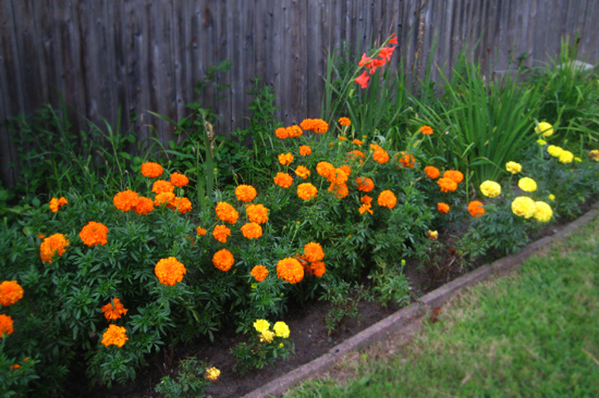 marigolds and gladiolus