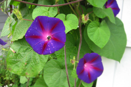 morning glories with a bee