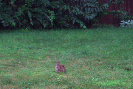 rabbit in the rain