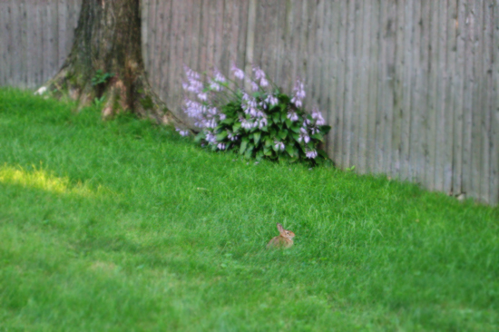 baby rabbit