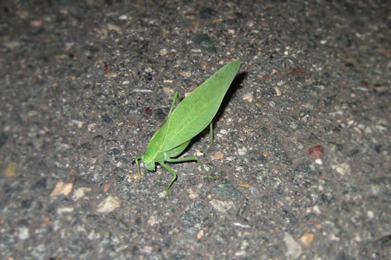 green grasshopper