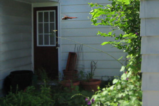 red dragonfly