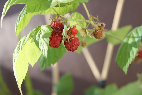 raspberries