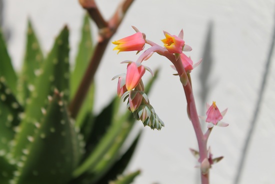 blooming echeveria flowers