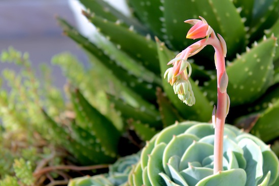 echeveria flowers