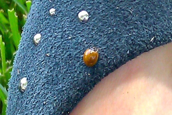 ladybug shoe