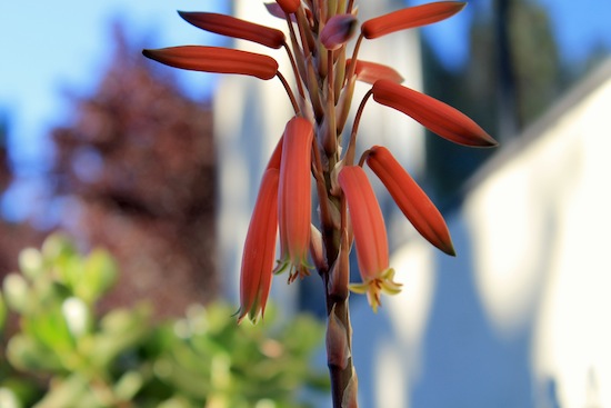 orange succulent flowers