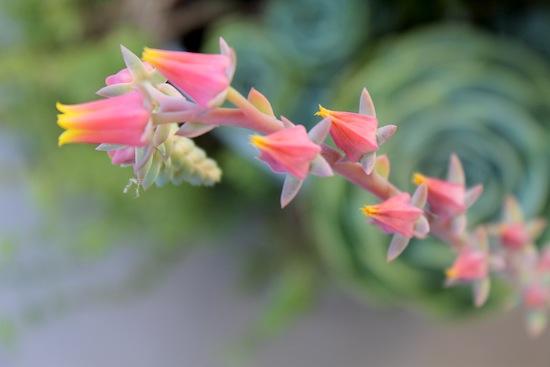 echeveria flowers