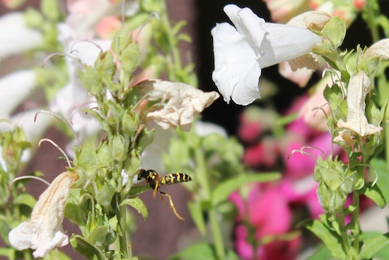 wasp among penstemon flowers