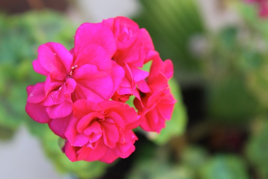 pink geranium