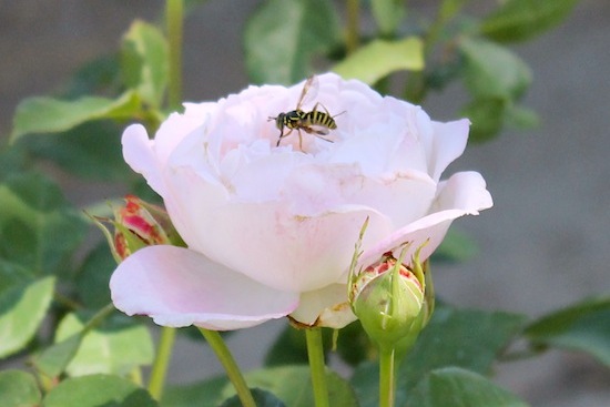 wasp on a rose