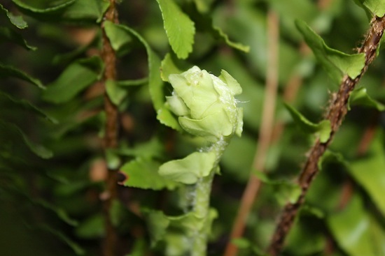 fiddlehead