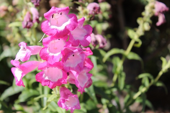 magenta penstemons