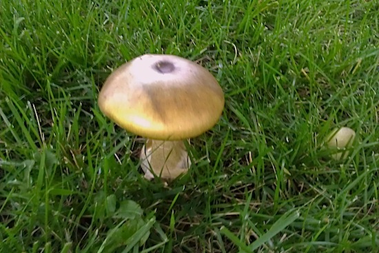 mushroom