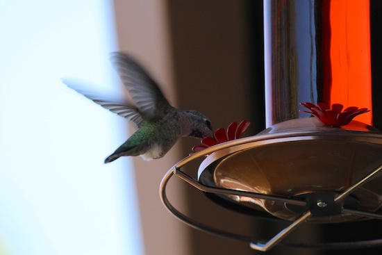 hummingbird