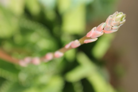 succulent bud