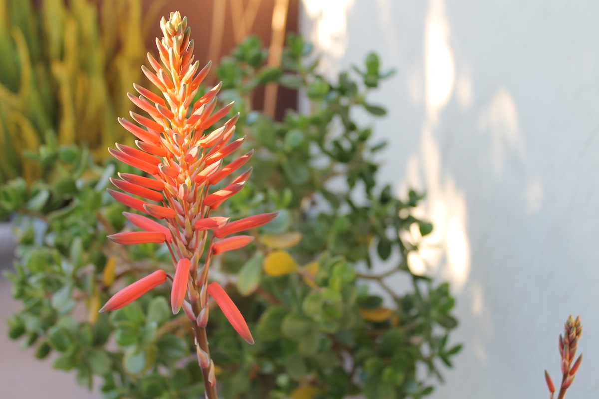 firecracker orange flower