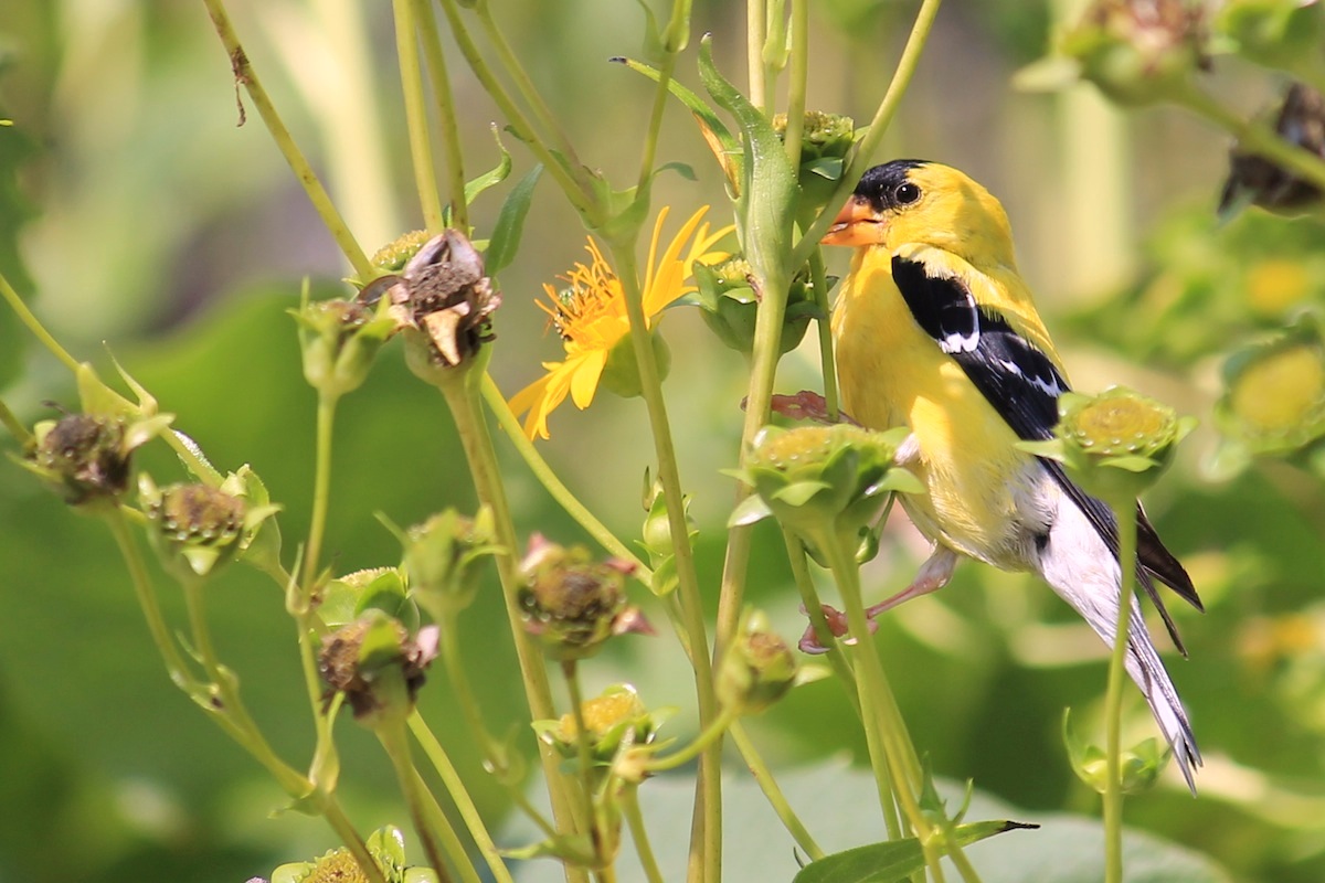 american goldfinch